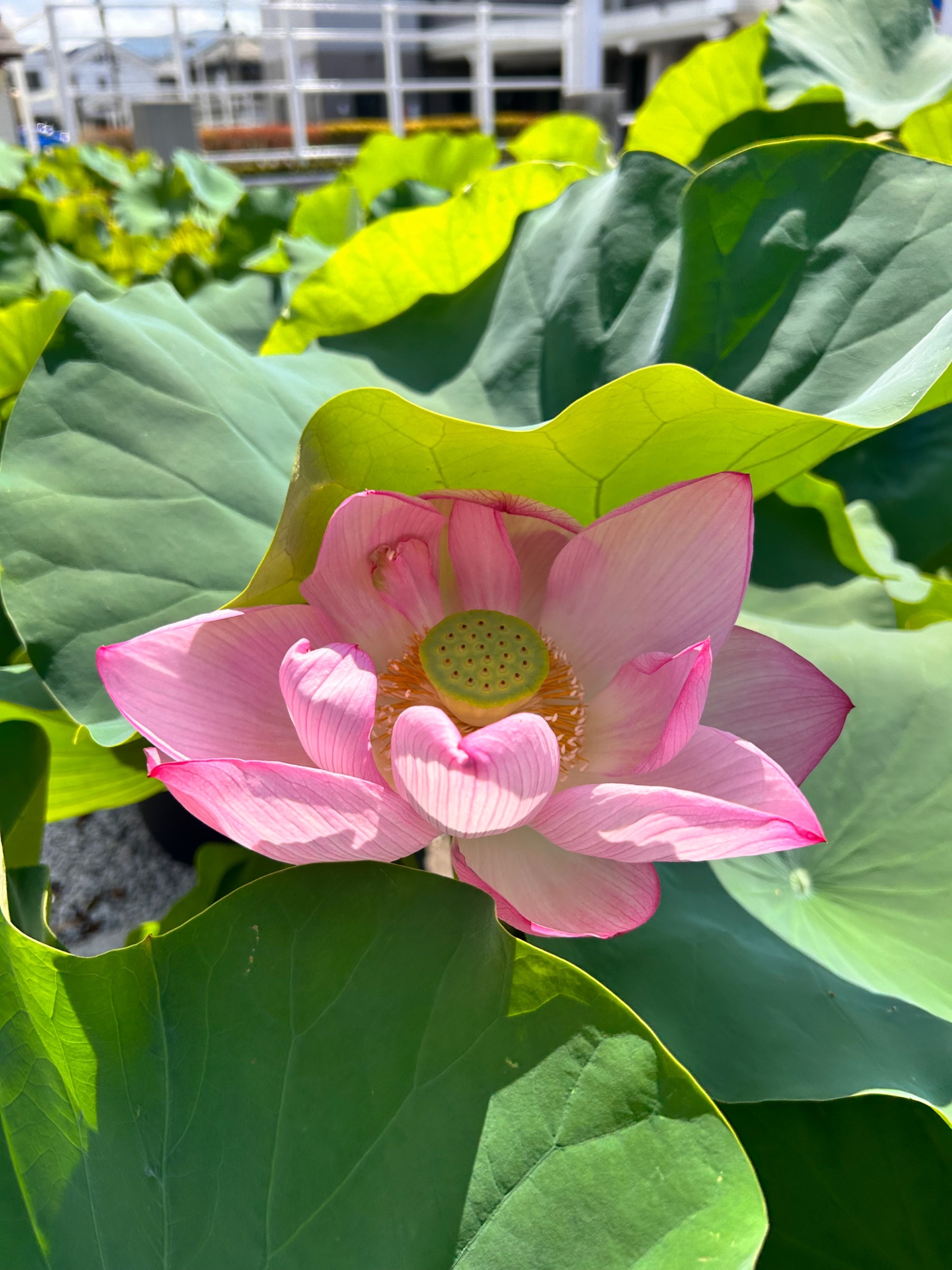 季節のお花　2022年　晩秋